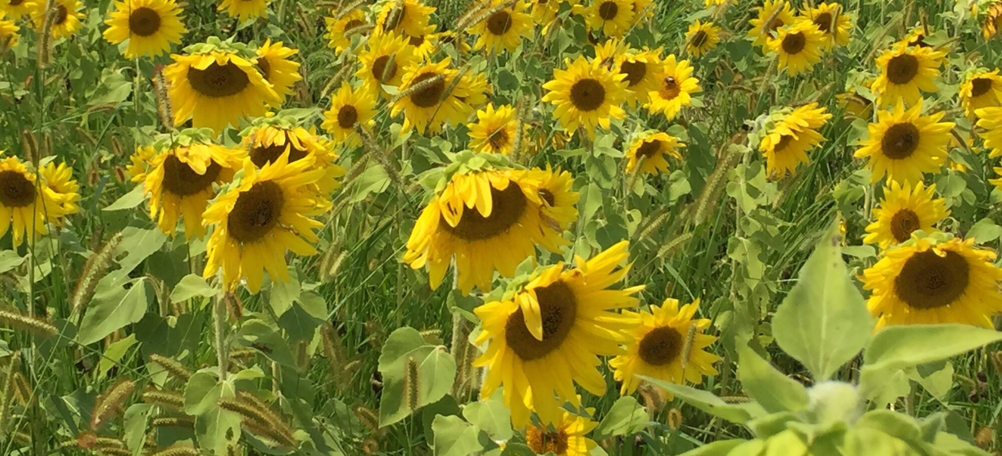 Van Gogh